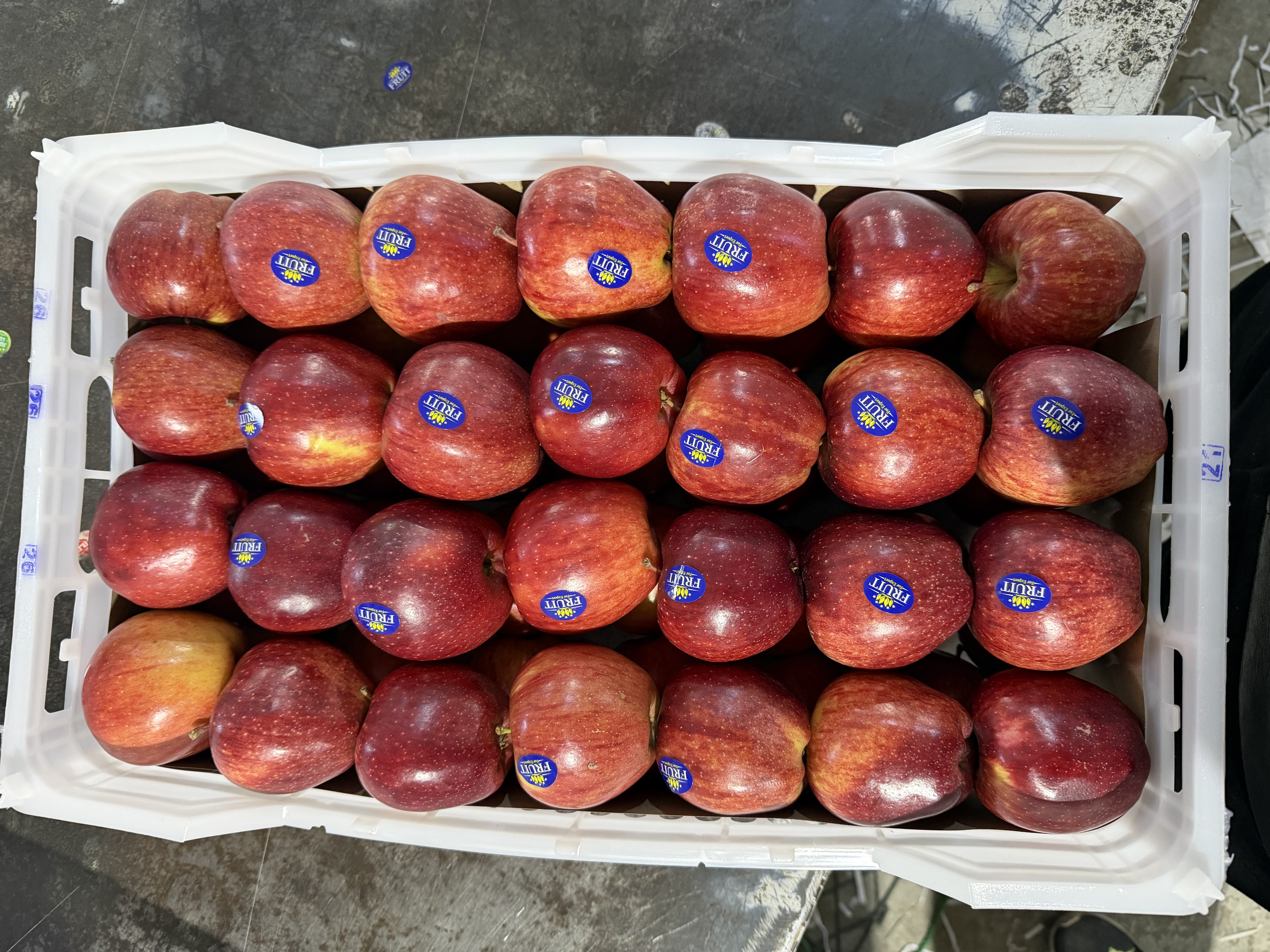 Iran Red Apple Packing_2